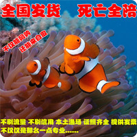 海水团 公子小丑鱼-海水鱼/观赏鱼/活体/批发/珊瑚水族/包赔