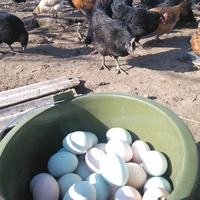 【N枚试吃】农家生态散养柴鸡蛋 原粮喂养土鸡蛋 草鸡蛋 新鲜