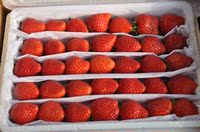 草莓采摘 孕妇宝宝均可放心食用  绿色食品无膨大剂无甜蜜素