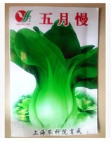 阳台种菜果蔬种子 青菜上海青种子 庭院菜籽 绿色易种植菜种 白菜