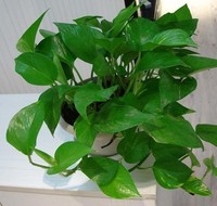绿萝吊兰可水培 盆栽室内植物 防电脑辐射创意办公绿植 净化空气