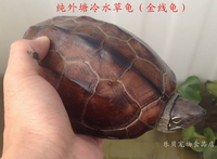 外塘草龟 中华草龟 超大乌龟背甲14-16厘米左右 宠物龟金线龟包邮