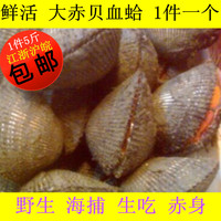 1件2500g 野生海鲜水产鲜活血蛤大赤贝血钳一个250g刺身寿司生吃