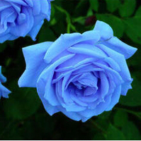 【蓝色妖姬】当年开花盆栽月季花卉 玫瑰花苗 可四季盆栽种植包邮