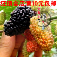 果树苗木 桑椹树苗 第三代水果-台湾四季果桑苗 桑树苗 当年结果