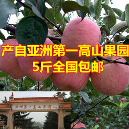 河南特产灵宝苹果高山红富士苹果原产地直供新鲜水果特价五斤包邮