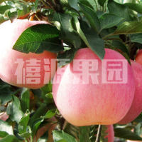 烟台苹果栖霞红富士苹果有机特产新鲜水果脆甜90mm10斤装促销包邮