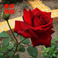 花店玫瑰切花月季玫瑰花苗大花红玫瑰【卡罗拉】带花苞