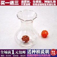 风信子绿萝袖珍椰子水培植物花瓶器皿 有机环保塑料材质 多种功能