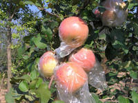【康华特产】苹果新鲜大沙河红富士苹果10斤水果批发新鲜苹果包邮
