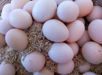 土鸡蛋正宗农家散养新鲜草鸡蛋笨鸡蛋柴鸡蛋自家养散养纯天然包邮