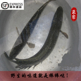 黑鱼 洪泽湖野生黑鱼绿色有机无污染，术后收伤专用！