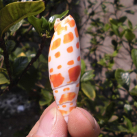 天然海螺贝壳锦鲤笔螺 铅笔螺 小笔螺 鱼缸水族造景装饰 海螺DIY