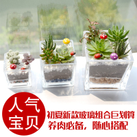 多肉植物组合玻璃器皿防辐射净化空气观音莲千佛手新年礼物