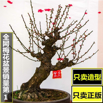 实物 南京红 红梅盆景树桩 腊梅花盆景 花卉室内盆栽植物 包成活