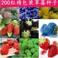 【天天特价】四季草莓种子800粒 送营养土1包 买2送1 套餐更划算