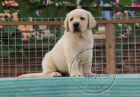 白色拉布拉多犬 纯种拉布拉多犬纯种幼犬 家养拉布拉多导盲犬