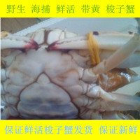 野生海捕海鲜蟹类批发发鲜活的带黄梭子蟹铜蟹螃蟹花旗蟹母蟹250g