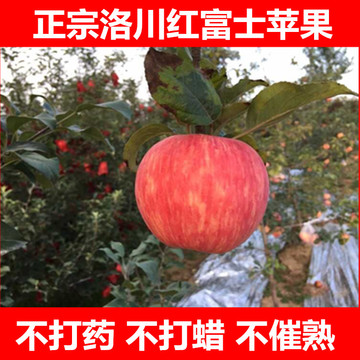 2015新果季陕西苹果新鲜水果新鲜洛川苹果红富士12枚80#包邮特价
