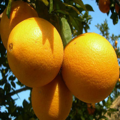 现摘赣南脐橙精品果直销25斤甜橙子赣州特产孕妇水果新鲜包邮批发
