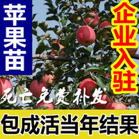 盆栽红富士矮化苹果苗地栽嫁接果树苗红肉苹果树苗南方种植北方
