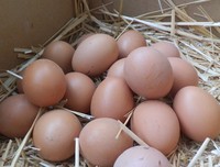 农家散养笨鸡蛋天然新鲜鸡蛋农村树林散养草鸡蛋孕妇蛋月子柴鸡蛋
