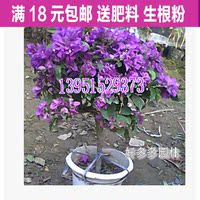 特价三角梅*盆栽花卉大苗重瓣三角梅 鲜艳美丽 紫色花