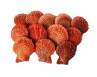 小红贝新鲜海鲜/优质鲜活贝类/扇贝/小扇贝/海鲜批发红贝