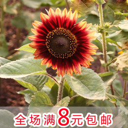 彩包X5 花卉种子 降红向日葵花种子盆栽花花草种子 四季阳台易种