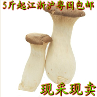 杏鲍菇鸡腿菇新鲜蔬菜菌菇