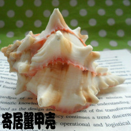 天然海螺贝壳 寄居蟹壳宠物蜗居 红线骨螺红口骨螺装饰10CM 特价