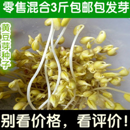 芽苗菜种子小黄豆芽种子黄豆芽豆 阳台菜种子豆芽机专用5斤包邮