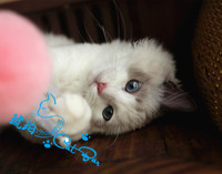 【琥珀】赛级布偶猫长毛猫蓝双色DD公宠物活体有视频