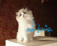 【琥珀】赛级带繁育权布偶猫长毛猫海豹双色DD公宠物活体有视频