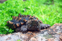 大鳄龟背甲5-6cm精品活体乌龟大苗宠物乌龟刺鳄龟三包到家
