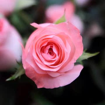 北京同城鲜花配送 玫瑰百合康乃馨洋桔梗相思梅满天星两份包邮
