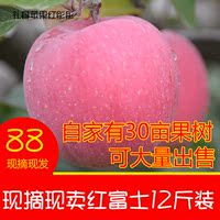 甘肃礼县富士苹果 新鲜现摘红富士苹果 12斤装 丑苹果 非烟台苹果