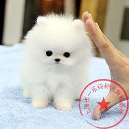 茶杯犬球体纯种白色博美犬 幼犬出售 小体型宠物狗适合家养博美
