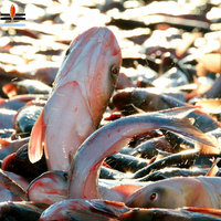 查干野生胖头鱼10-11斤冬捕特产淡水湖有机鱼产地直供顺丰包邮