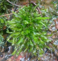 活青苔 假山苔藓 微景观 生态瓶 风尾藓水陆缸 雨林缸苔藓