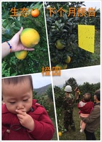 夏雪家 2016年10月上市 现摘现发 温州泰顺飞云湖农家橙园绿色食