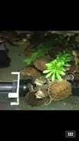 希拉里蟾头龟活体5-6cm龟深水龟观赏龟宠物龟年迷你3包到家