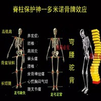 立能脊柱椎侧弯胸椎弯曲矫正驼背脊柱变形斜肩长短腿O型腿高低肩