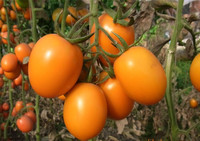 红罗曼 黄罗曼 紫罗曼 番茄西红柿 种子 种苗 柿子 抗ty