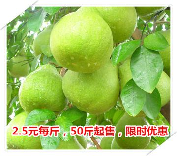 梅州白肉蜜柚新鲜现摘水果精品白心柚子PK福建蜜柚50斤起售